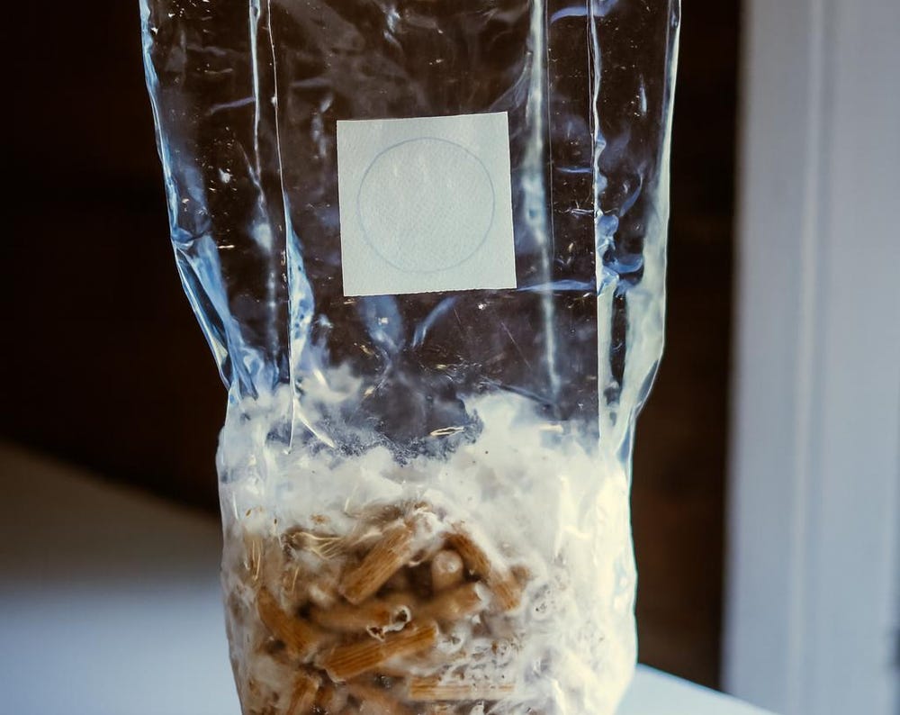 Pink Oyster 1000 Mushroom Plugs Spawn| Grow Your Own Mushrooms | Hardwood Inoculation Kit