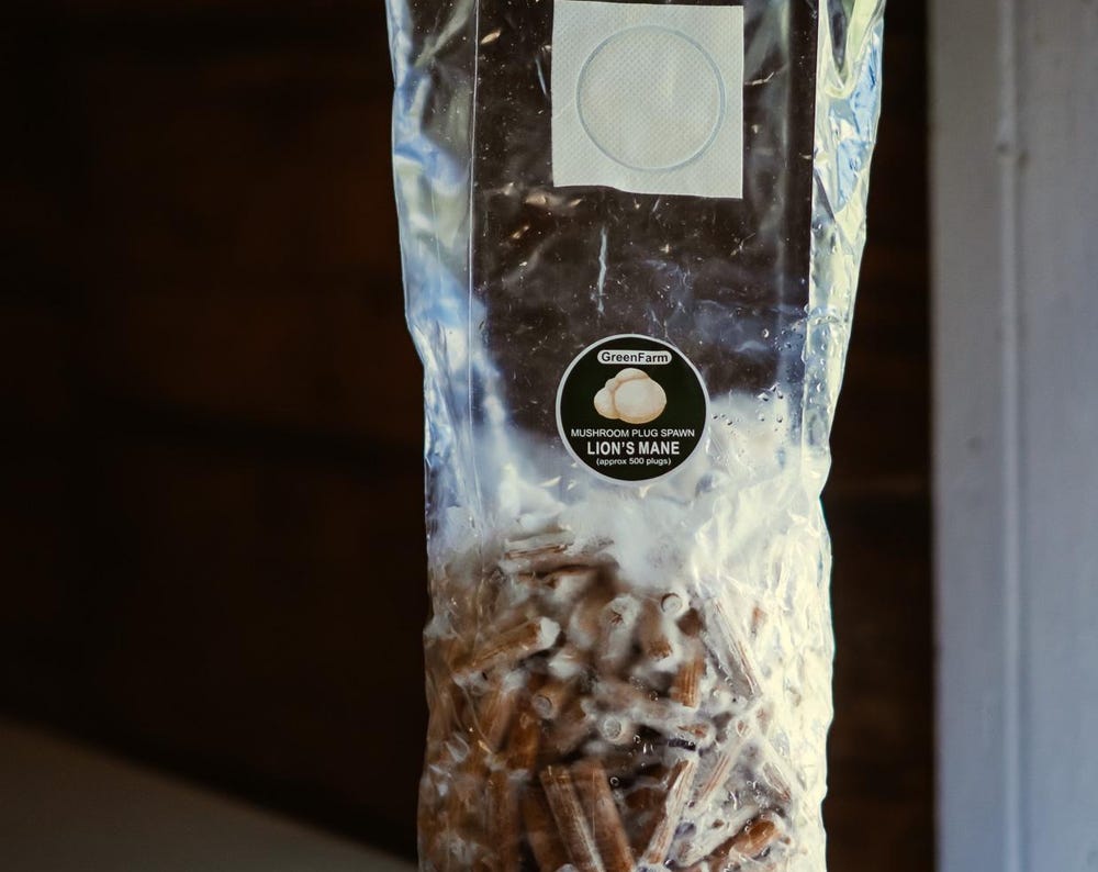 Lion's Mane 1000 Mushroom Plugs Spawn| Grow Your Own Mushrooms | Hardwood Inoculation Kit