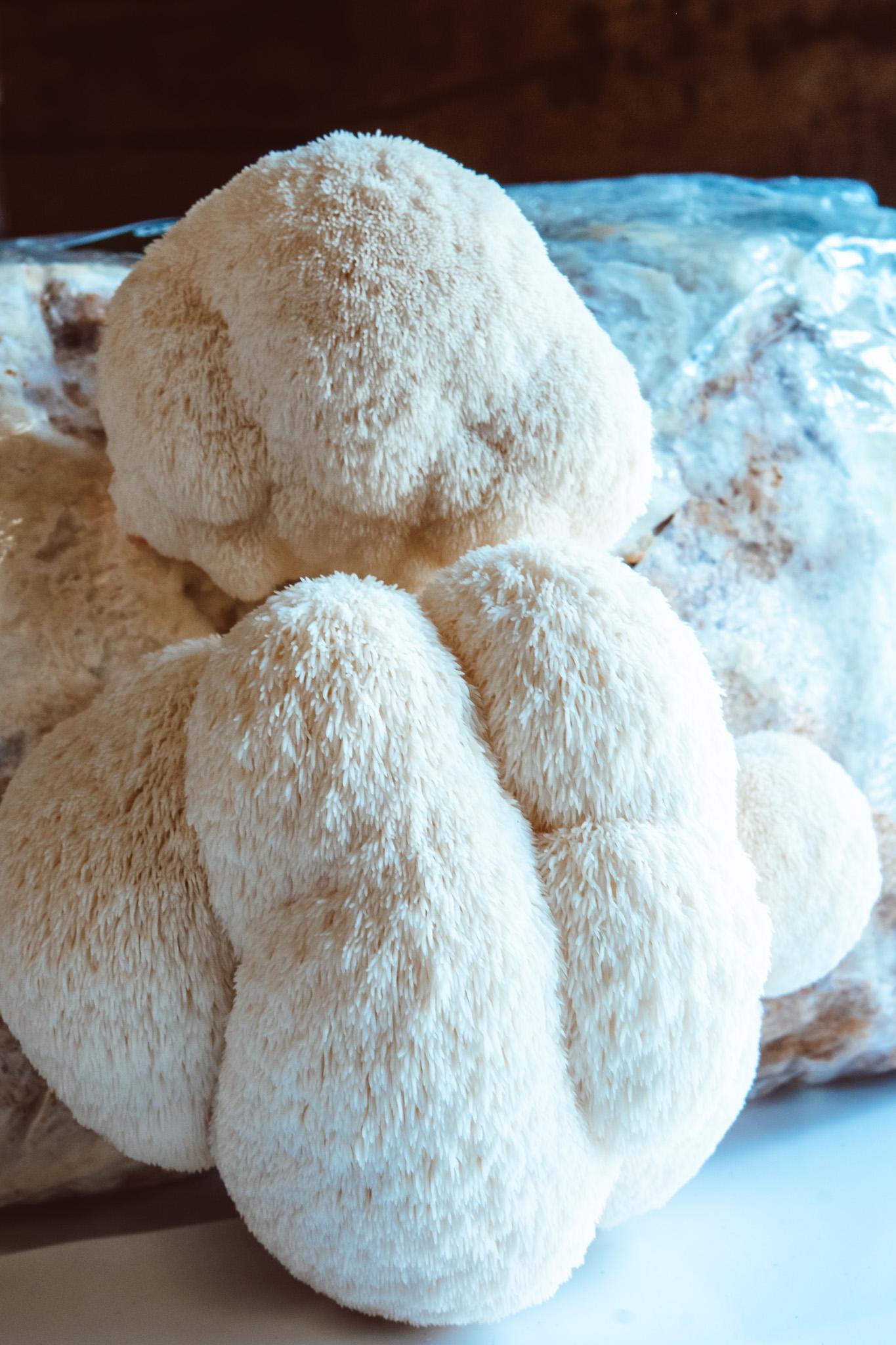 5x Lion’s Mane Liquid Culture – 10ml Syringes | Hericium erinaceus | Mushroom Mycelium for Home Growing