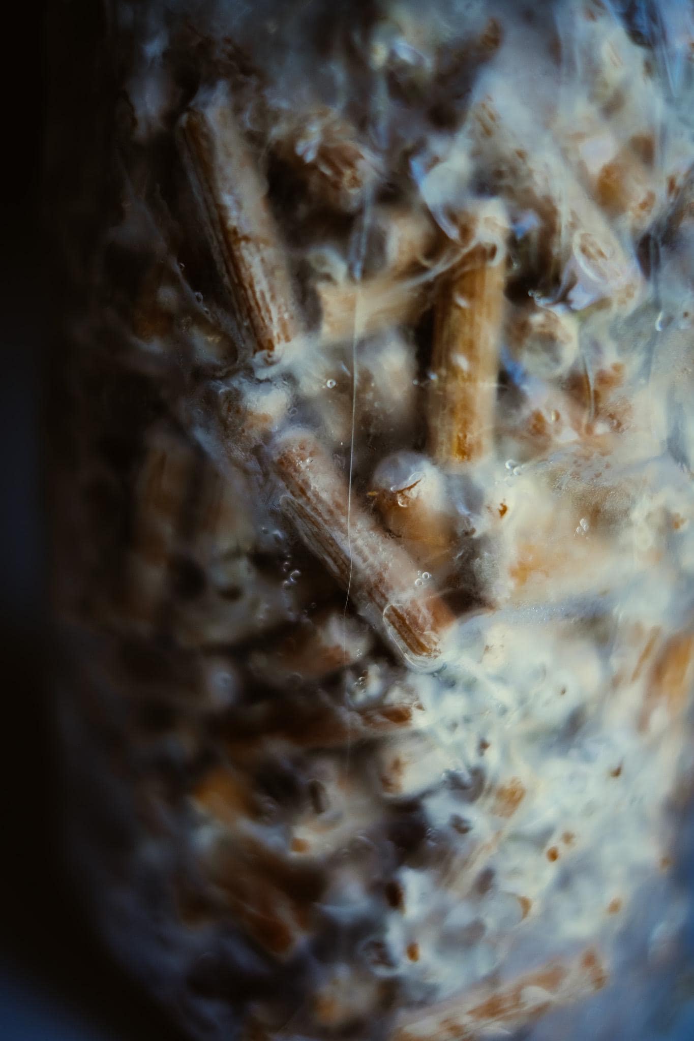 Shiitake 200 Mushroom Plugs Spawn: Grow Your Own Gourmet Mushrooms