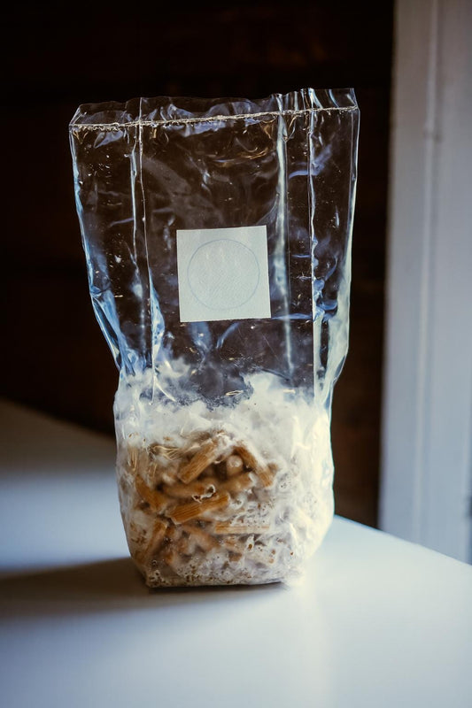 Pink Oyster 500 Mushroom Plugs Spawn| Grow Your Own Mushrooms | Hardwood Inoculation Kit