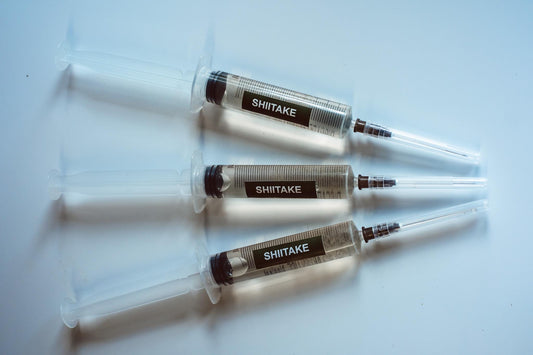 3x Shiitake Liquid Culture – 10ml Syringes | Lentinula edodes | Gourmet Mushroom Mycelium for Home Growing