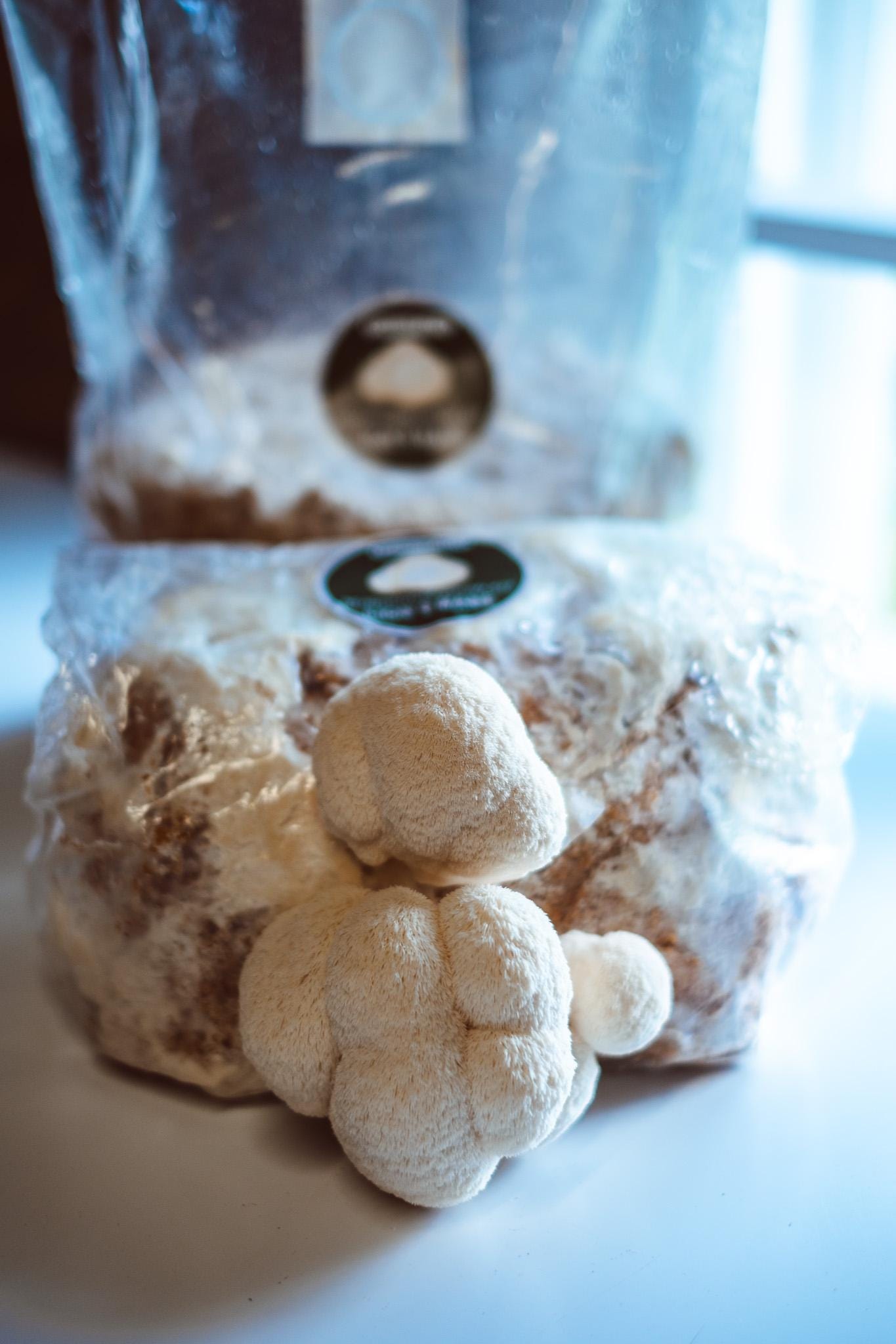 5x Lion’s Mane Liquid Culture – 10ml Syringes | Hericium erinaceus | Mushroom Mycelium for Home Growing